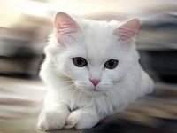 pic for White Cat